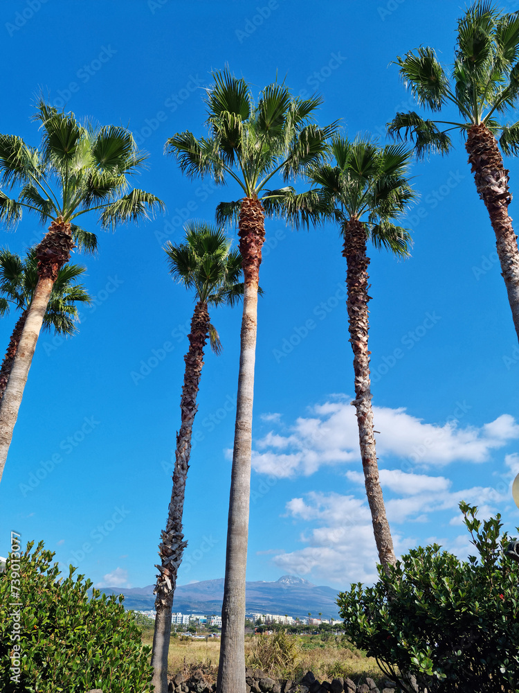 Canvas Prints this is a palm tree park with a view of hallasan mountain in the distance.