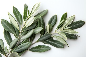 Generative AI : Two fresh olive branch leaves isolated on white background closeup