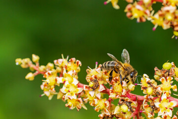 bee on flower