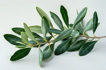 Fototapeten Generative AI : Two fresh olive branch leaves isolated on white background closeup © The Little Hut
