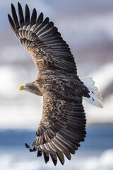 オジロワシ　飛翔