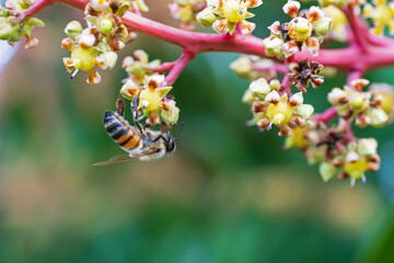 bee on a flower