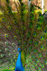 Fototapeta premium peacock,Close-up portrait of a male peacock displaying beautiful plumage- Lincoln, Nebraska, United States of America