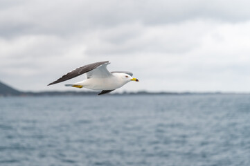 Fototapeta na wymiar Seagulls spreading their wings in the air