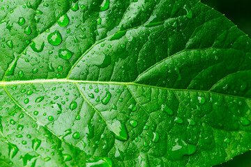 Green leaf and droplets,Macro green leaves in the rainy season,Close-up macro green leaves,Leaf,
Water,
Drop,
Environmental Conservation,
Green Color,
Macrophotography,
Close-up,
Flower,
Wet,