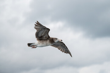 Seagulls spreading their wings in the air