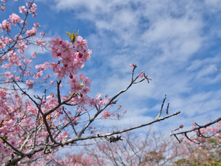 官軍塚の河津桜