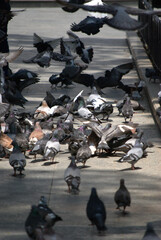 Fototapeta premium Fuentes de plazas de nuestras ciudades.