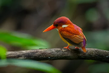 Fotobehang IJsvogel Rufous-backed kingfisher, ceyx rufidorsa, perching on a mossy tree branch searching for small animal to eat, natural bokeh background  © Ralfa Padantya