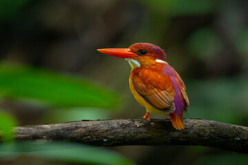 Rufous-backed kingfisher, ceyx rufidorsa, perching on a mossy tree branch searching for small animal to eat, natural bokeh background