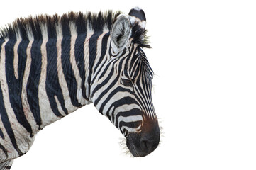Fototapeta na wymiar Cutout of an isolated zebra close-up with the transparent png background 