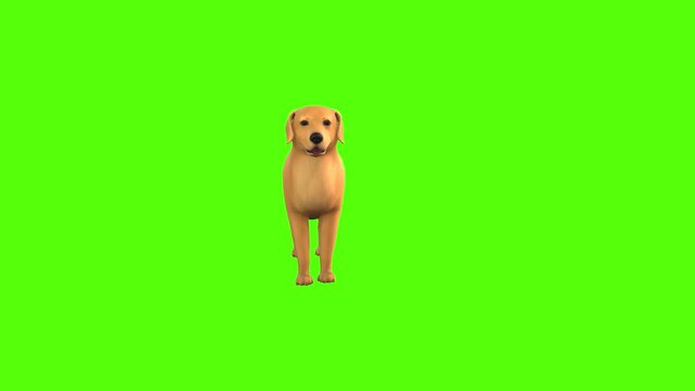 Retriever Dog Idle Green Screen Animation 3D Rendering.