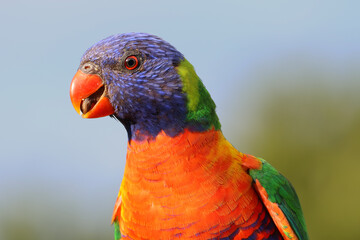 Naklejka premium Australian Birdlife