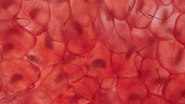 Squeeze Fruit Pulp Raspberry Fresh Macro