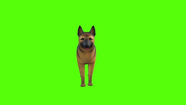 Shepherd Idle Green Screen Animation 3D Rendering