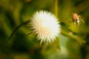 dandelion head