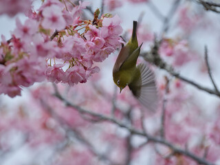 官軍塚の河津桜とメジロ