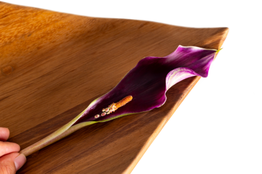 Flor Alcatraz negro sobre madera