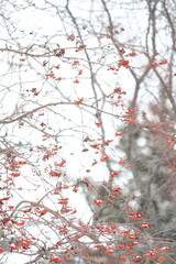 red rowan berries on branch covered in snow in winter