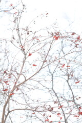 red rowan berries on branch covered in snow in winter