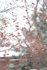 red rowan berries on branch covered in snow in winter