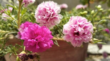The Portulaca flower, also known as the Moss rose, is a type of flowering plant that produces colorful blooms and thrives in sunny environments.