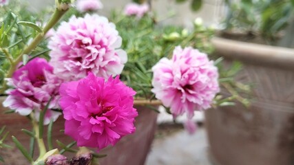 The Portulaca flower, also known as the Moss rose, is a type of flowering plant that produces colorful blooms and thrives in sunny environments.
