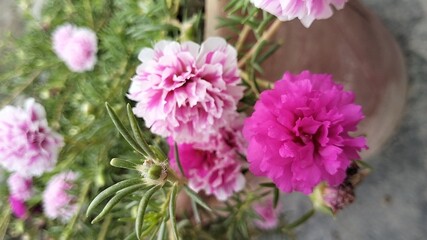 Fototapeta premium pink flowers in the garden