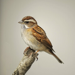 Fototapeta premium accentor bird on a tree
