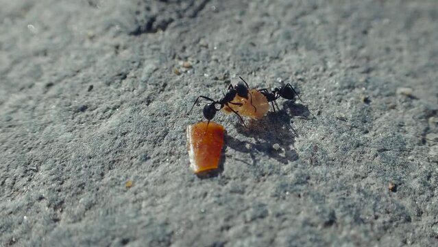 Ants picking up food in macro