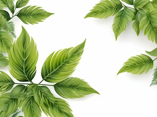 leaf background isolated on white background