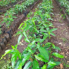 I'm going to wait for my mango plants to grow more so I can do the grafting.