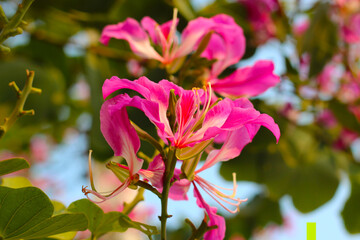 Obraz premium Pink purple flower of orchid tree