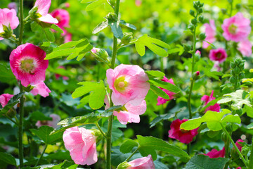 Fototapeta premium Hollyhock flower blooming in the park