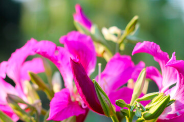 Pink purple flower of orchid tree