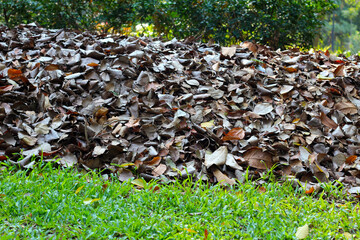 Fallen leaves for made into compost