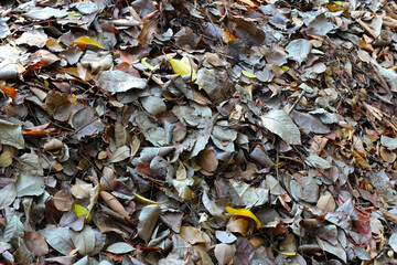 Fallen leaves for made into compost