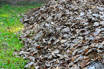Fallen leaves for made into compost