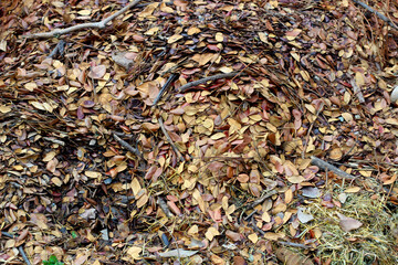 Fallen leaves for made into compost