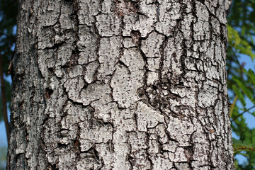 Tree bark texture for natural background