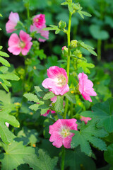 Fototapeta premium Hollyhock flower blooming in the park