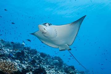 Eagle ray, French Polynesia