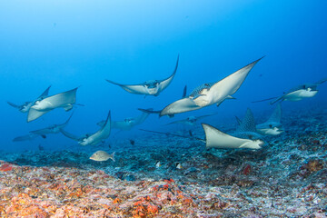Eagle ray, French Polynesia