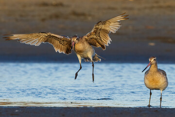 Bar-tailed Godwit landing in evening sun