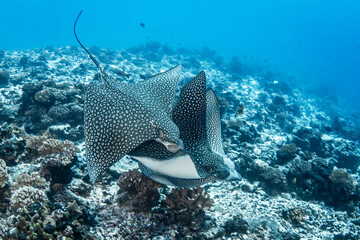 Eagle ray, French Polynesia