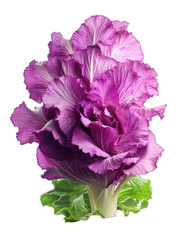 Obraz premium A purple cabbage with green leaves at the bottom The cabbage has a unique shape with ruffled edges.