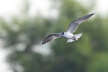 Searching for food tern