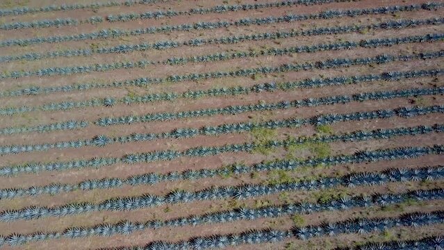 Drone Ariel footage of a farm with rows and rows of agave plants for Tequila in the state of Tequila, Mexico