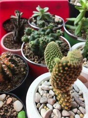 cactus in a pot