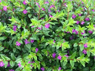 pink flowers in the garden